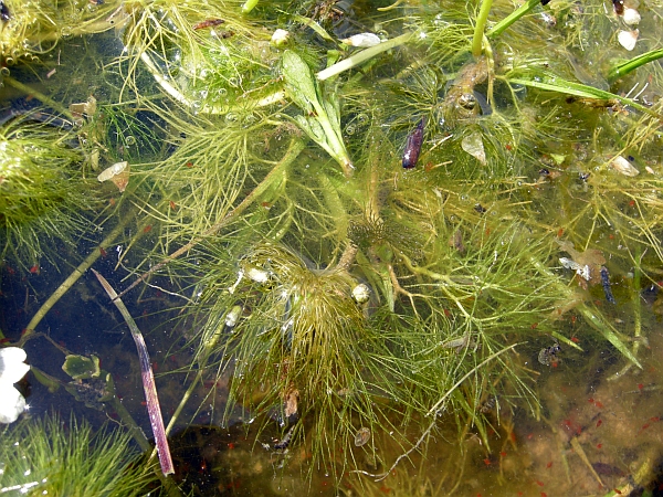 Ranunculus trichophyllus / Ranuncolo a foglie capillari